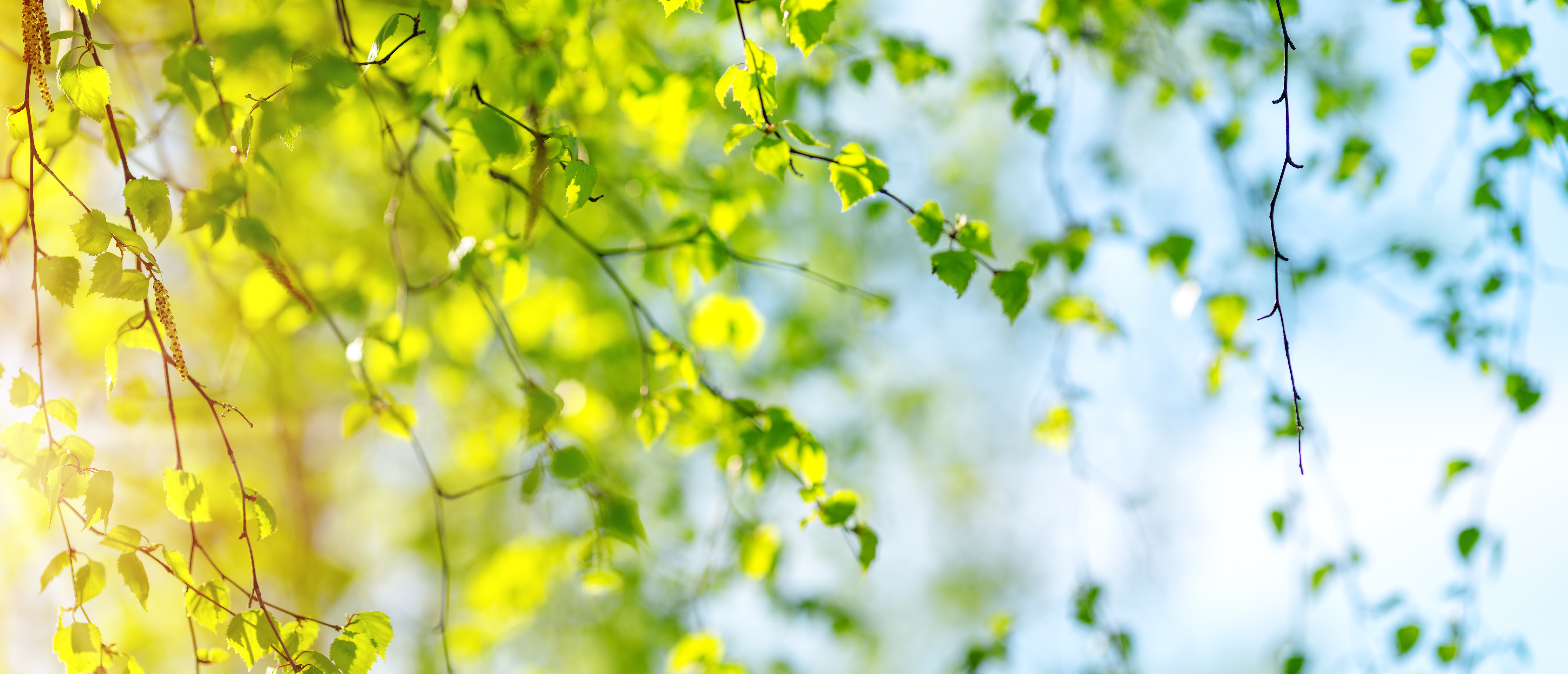 New birch leaves
