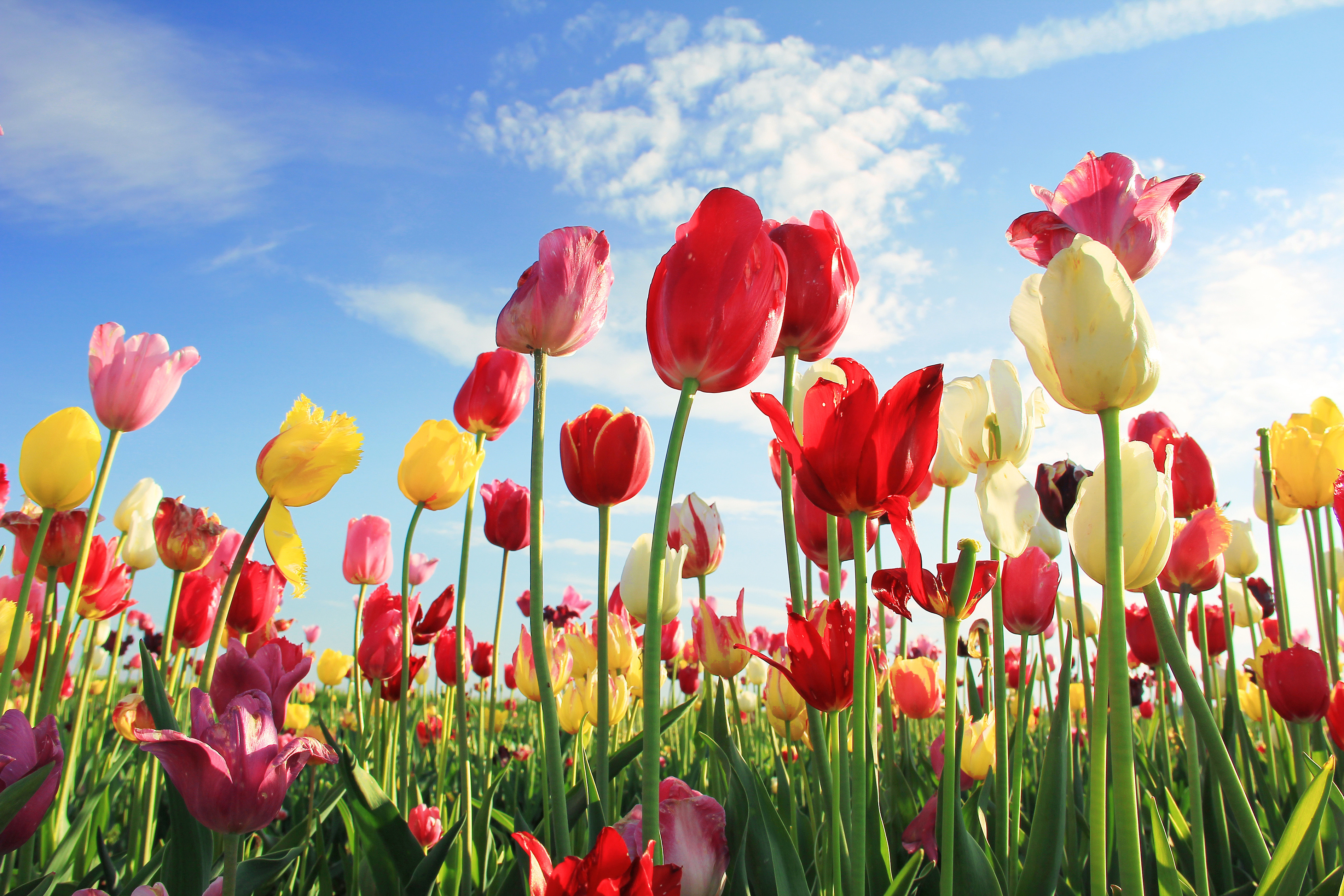 Leuchtendes Tulpenfeld und blauer Himmel